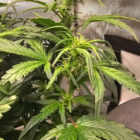 Quick One Auto growlog photo: Gave flower nutrients without the accidental veg nutes  (Tiger Bloom) tried to adjust the pH a good bit meter might be broken? Not sure tbh