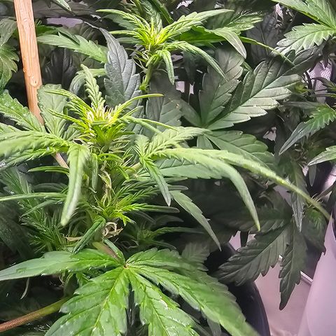 Quick One Auto growlog photo: Gave flower nutrients without the accidental veg nutes  (Tiger Bloom) tried to adjust the pH a good bit meter might be broken? Not sure tbh