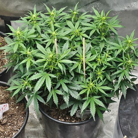 Quick One Auto growlog timeline photo