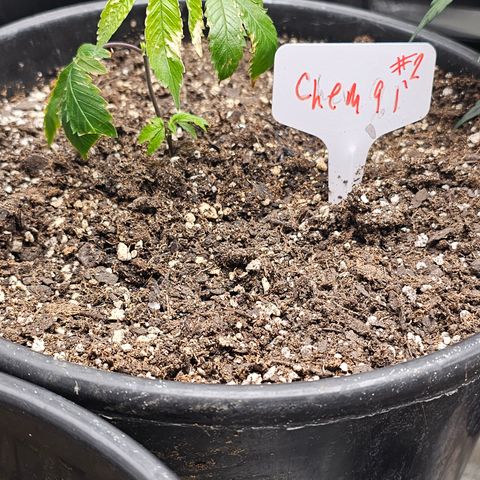 Chem 91  #2 growlog timeline photo
