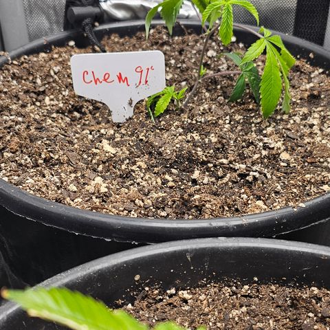 Chem 91  #1 growlog timeline photo