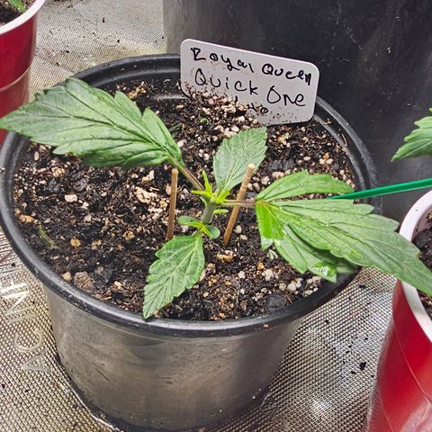 Quick One Auto #2 growlog timeline photo