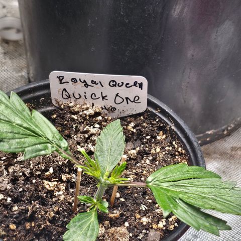 Quick One Auto #2 growlog timeline photo