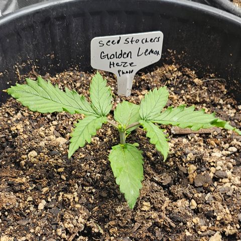 Golden Lemon Haze growlog timeline photo