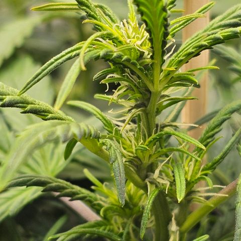 Quick One Auto growlog timeline photo