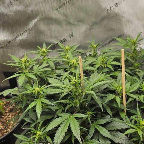 Quick One Auto growlog timeline photo