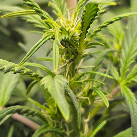 Quick One Auto growlog timeline photo