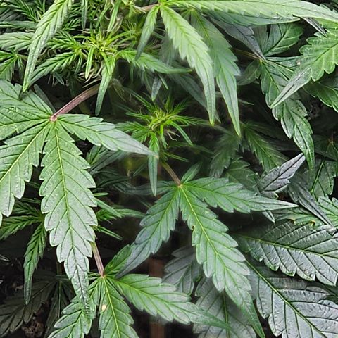 Quick One Auto growlog timeline photo