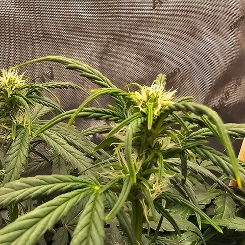 Quick One Auto growlog photo: Seems to be coming along