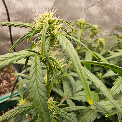 Quick One Auto growlog photo: Seems to be coming along