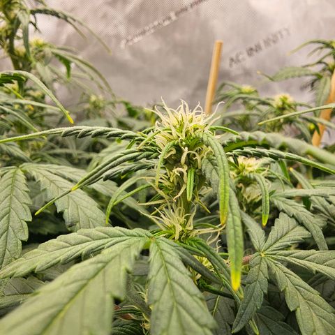 Quick One Auto growlog photo: Seems to be coming along