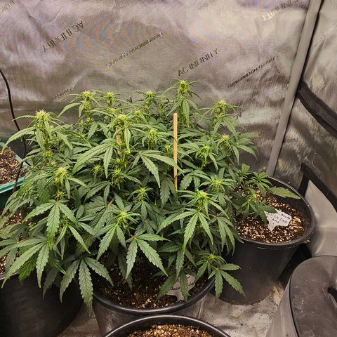 Quick One Auto growlog photo: Seems to be coming along