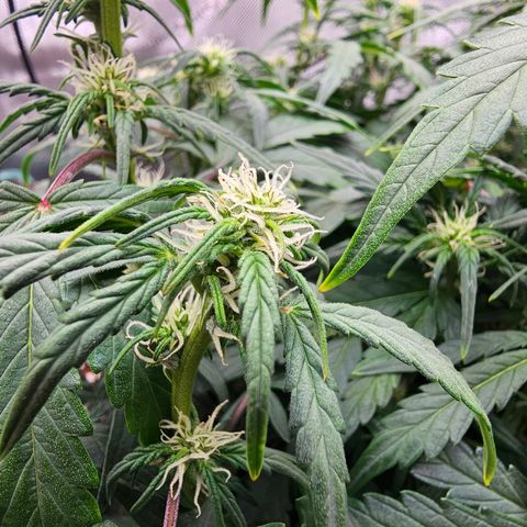 Quick One Auto growlog photo: Seems to be coming along