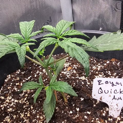 Quick One Auto #2 growlog timeline photo