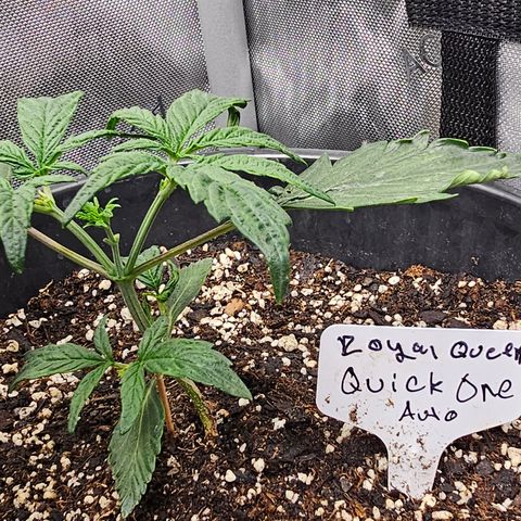 Quick One Auto #2 growlog timeline photo