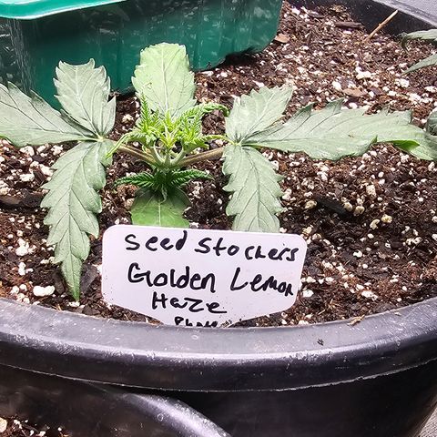 Golden Lemon Haze growlog timeline photo