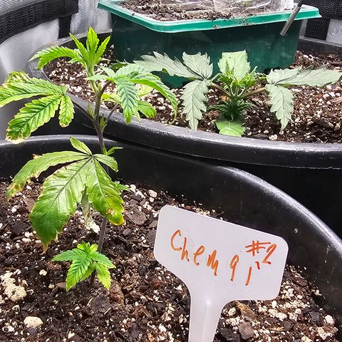 Chem 91  #2 growlog timeline photo