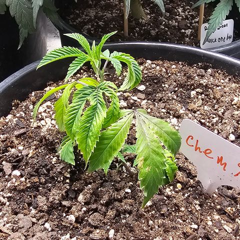Chem 91  #1 growlog timeline photo