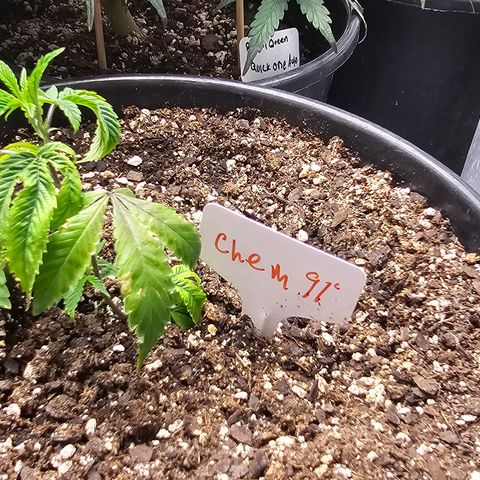Chem 91  #1 growlog timeline photo