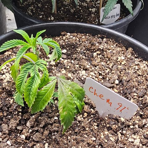 Chem 91  #1 growlog timeline photo