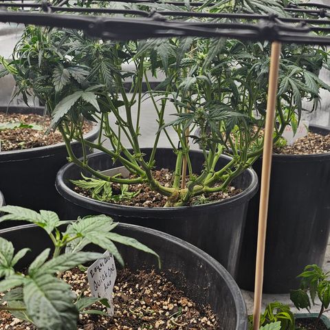 Quick One Auto growlog photo: Haircuts and scroging day yay!