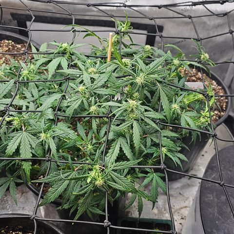 Quick One Auto growlog photo: Haircuts and scroging day yay!