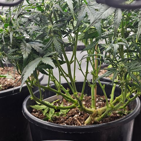 Quick One Auto growlog photo: Haircuts and scroging day yay!