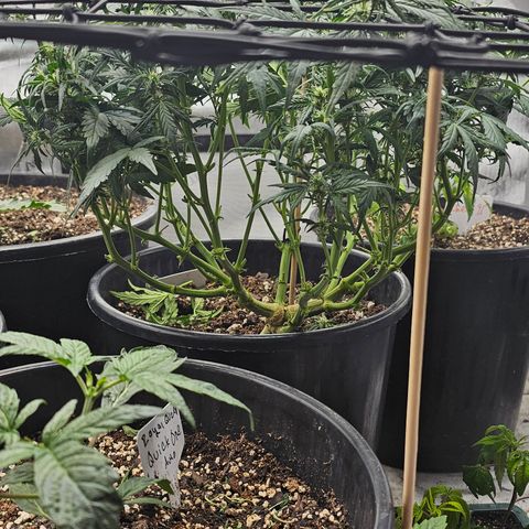 Quick One Auto growlog photo: Haircuts and scroging day yay!