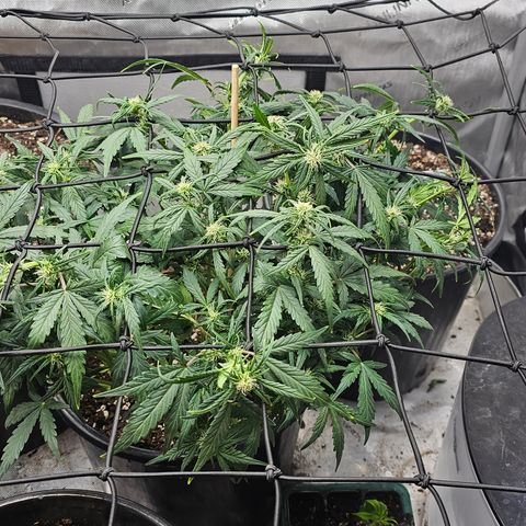 Quick One Auto growlog photo: Haircuts and scroging day yay!