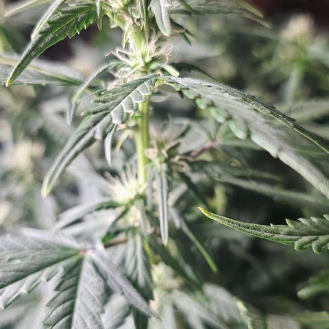 Quick One Auto growlog timeline photo