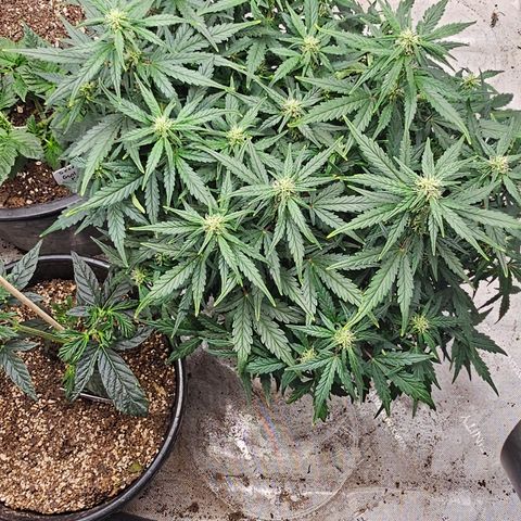 Quick One Auto growlog timeline photo