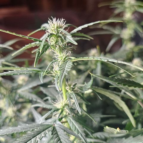 Quick One Auto growlog timeline photo