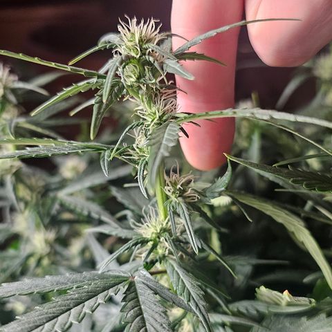 Quick One Auto growlog timeline photo