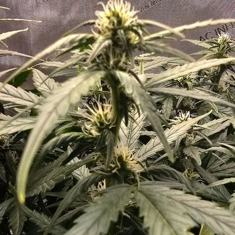 Quick One Auto growlog timeline photo