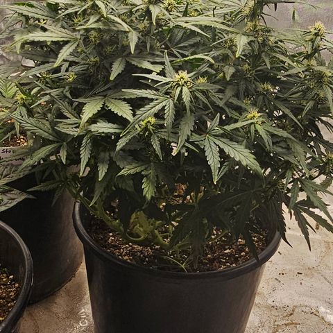 Quick One Auto growlog timeline photo