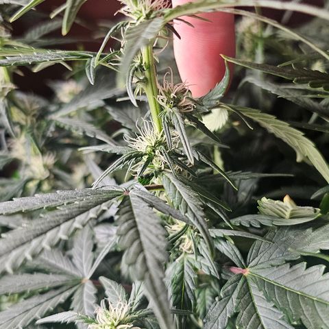Quick One Auto growlog timeline photo