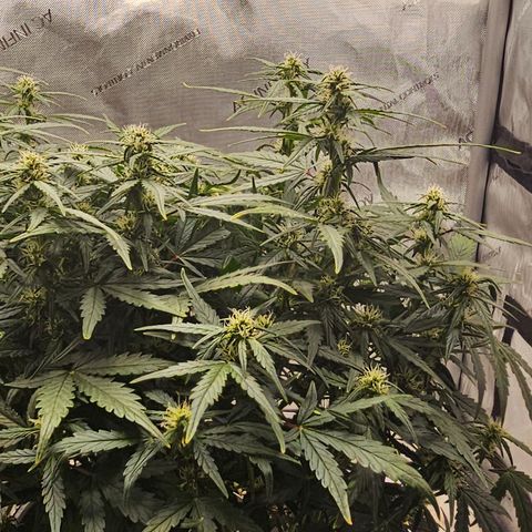 Quick One Auto growlog timeline photo
