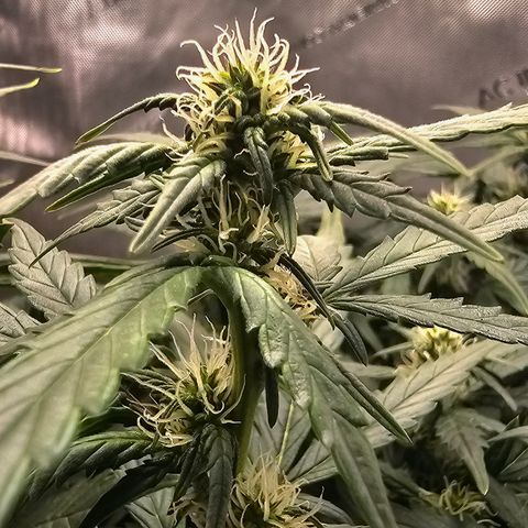 Quick One Auto growlog timeline photo