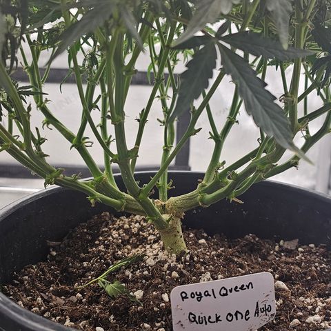 Quick One Auto growlog timeline photo