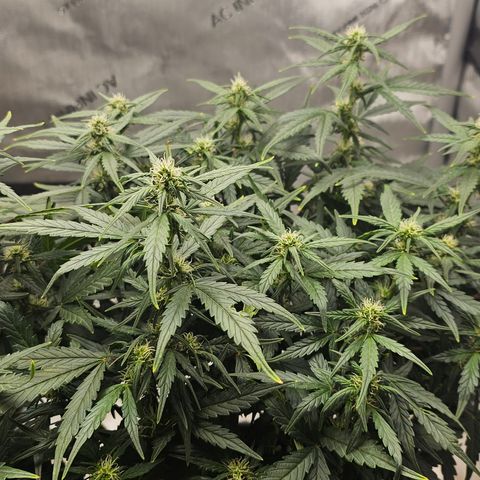 Quick One Auto growlog timeline photo
