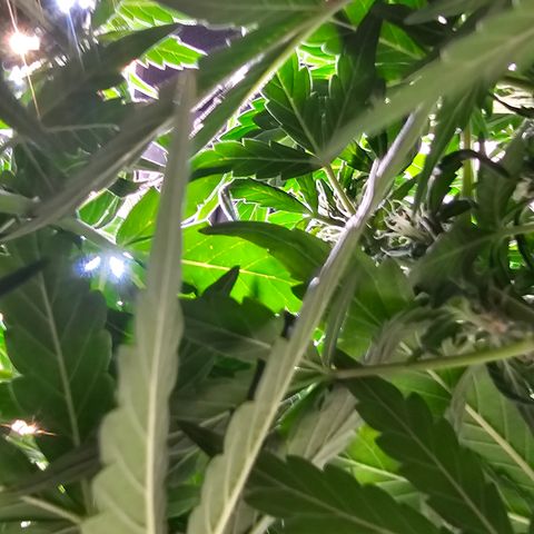 Quick One Auto growlog timeline photo