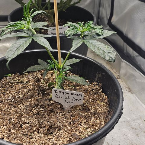 Quick One Auto #2 growlog timeline photo