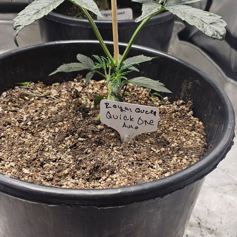 Quick One Auto #2 growlog timeline photo