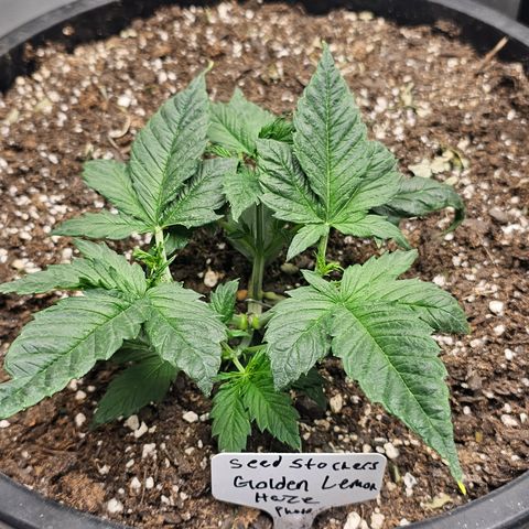 Golden Lemon Haze growlog timeline photo