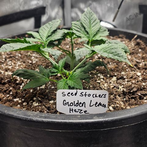 Golden Lemon Haze growlog timeline photo