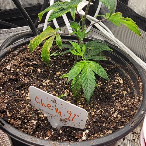 Chem 91  #1 growlog timeline photo