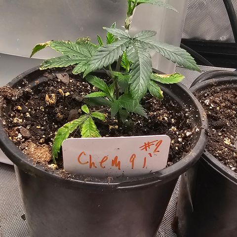 Chem 91  #2 growlog timeline photo