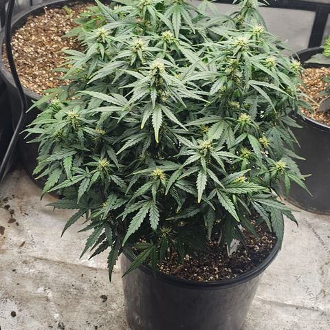 Quick One Auto growlog photo: Trics coming in Nice 👍