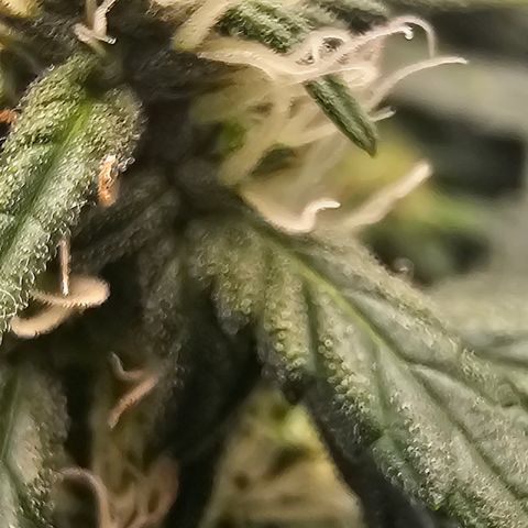 Quick One Auto growlog photo: Trics coming in Nice 👍
