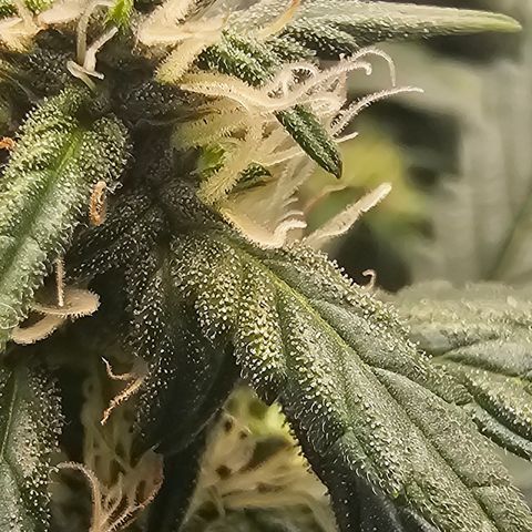 Quick One Auto growlog photo: Trics coming in Nice 👍